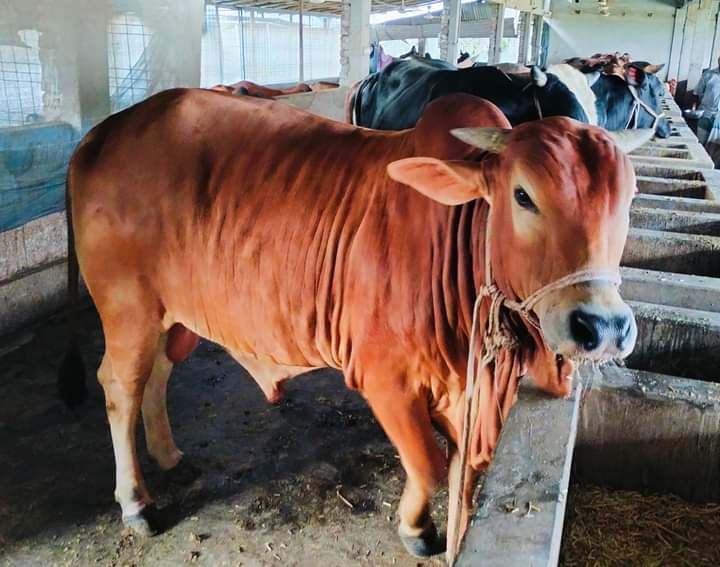 তানোরে আরাত এগ্রো খামারে ওজনে বিক্রি হচ্ছে গরু