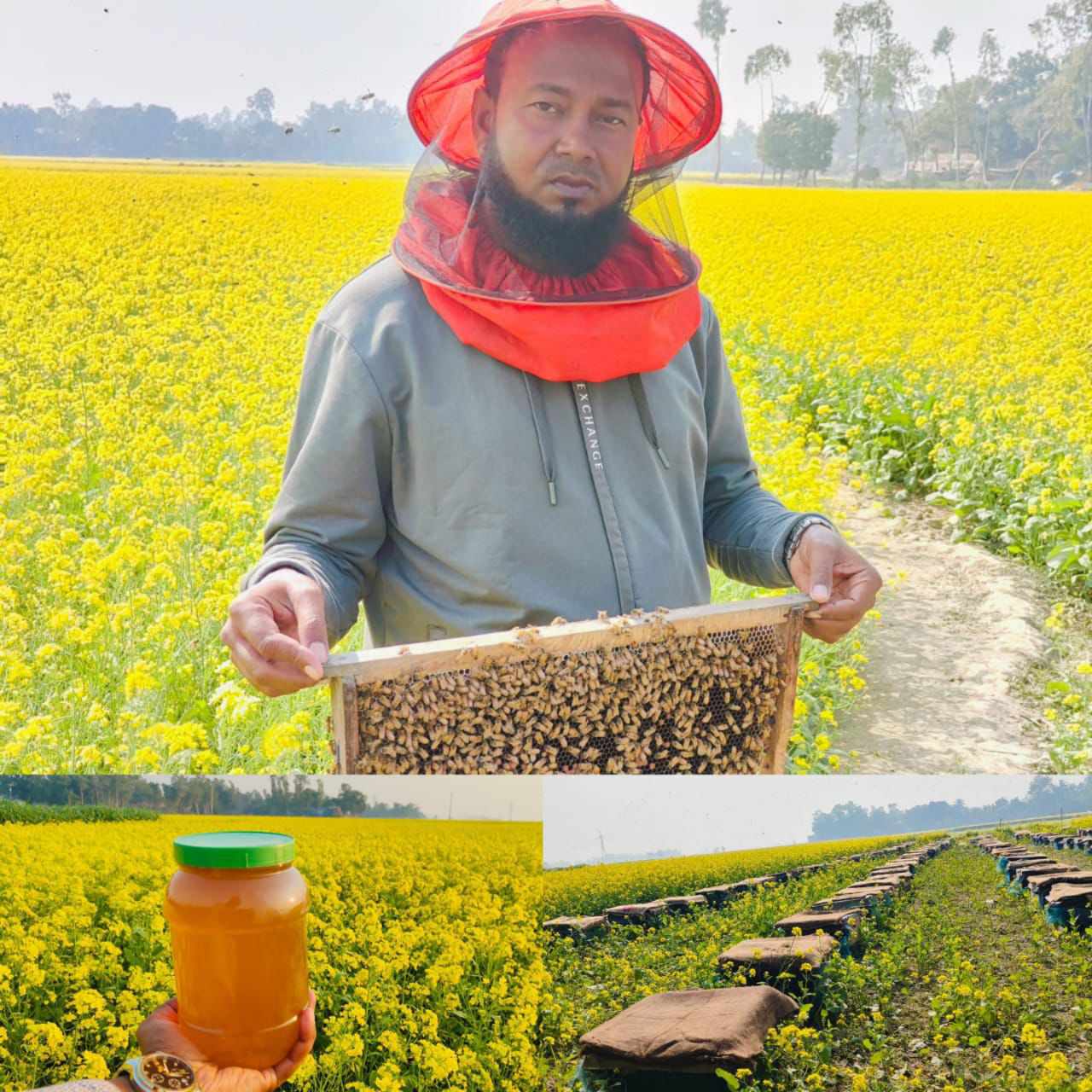 চলনবিল অধ্যুষিত উল্লাপাড়ায় সরিষা ফুল থেকে মধু সংগ্রহের ধুম