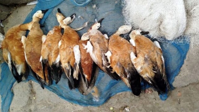 রাজশাহীর পদ্মা নদীতে বিষ টোপ, মারা পড়ছে পাখি