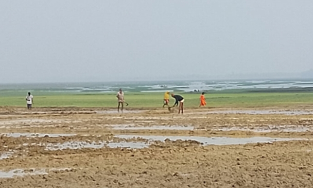 তানোরে হাড়কাঁপানো শীত উপেক্ষা করে চলছে বোরো রোপণের প্রস্তুতি!