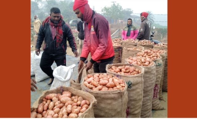 মহাদেবপুরে আলুর দরপতনে হতাশ কৃষক