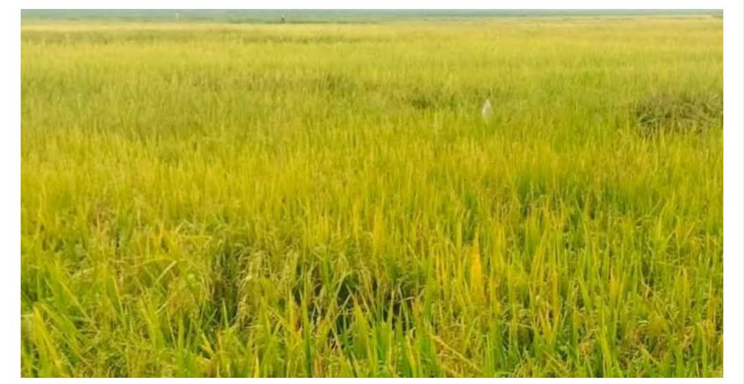 ধানের দামে ধস, কাটতে আসছে না শ্রমিক: তানোরে বেকায়দায় বিলপাড়ের কৃষকরা